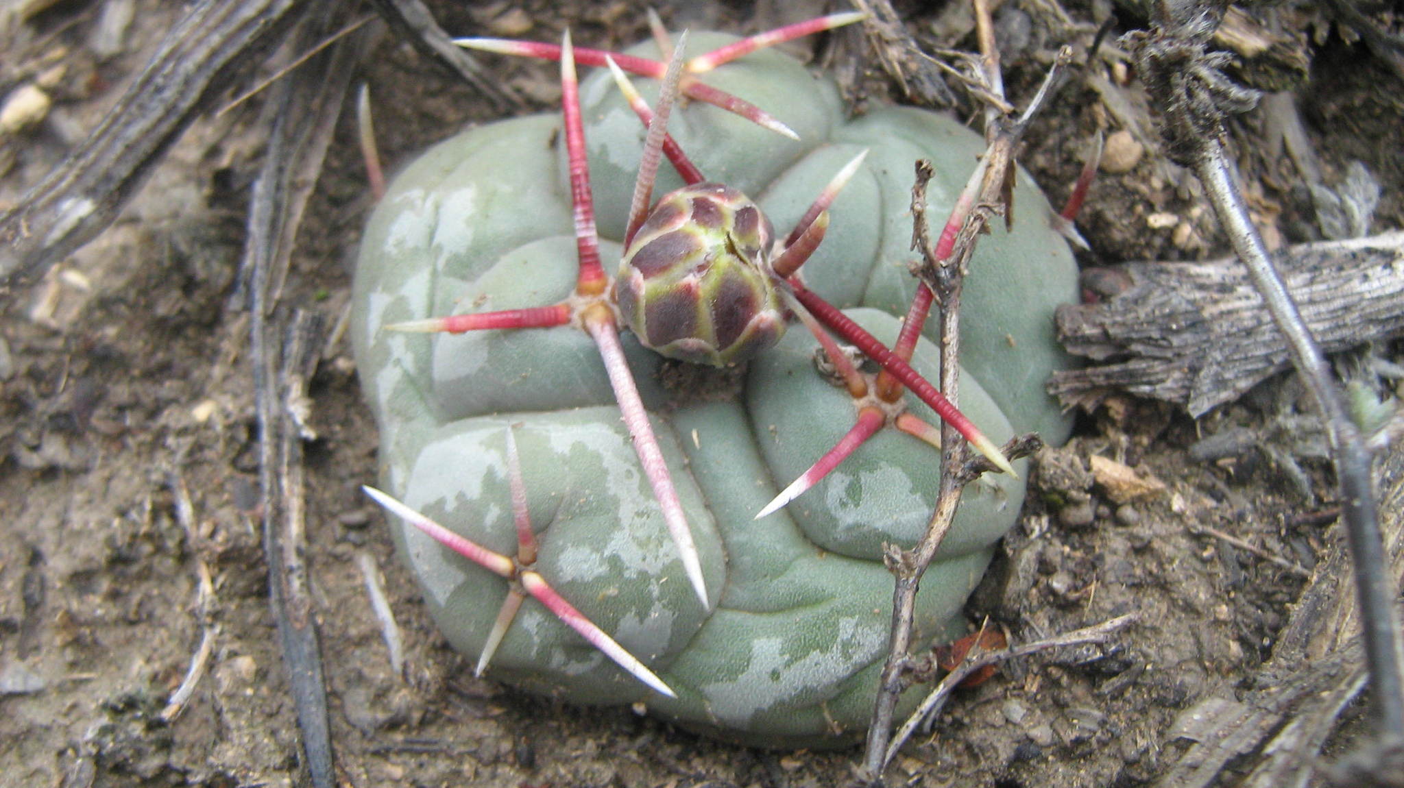 Thelocactus hexaedrophorus 